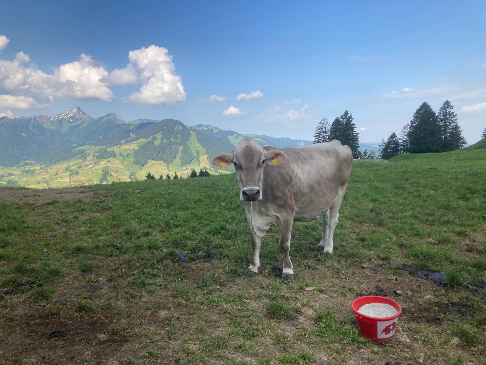 Wies Stein  Buitenkant foto