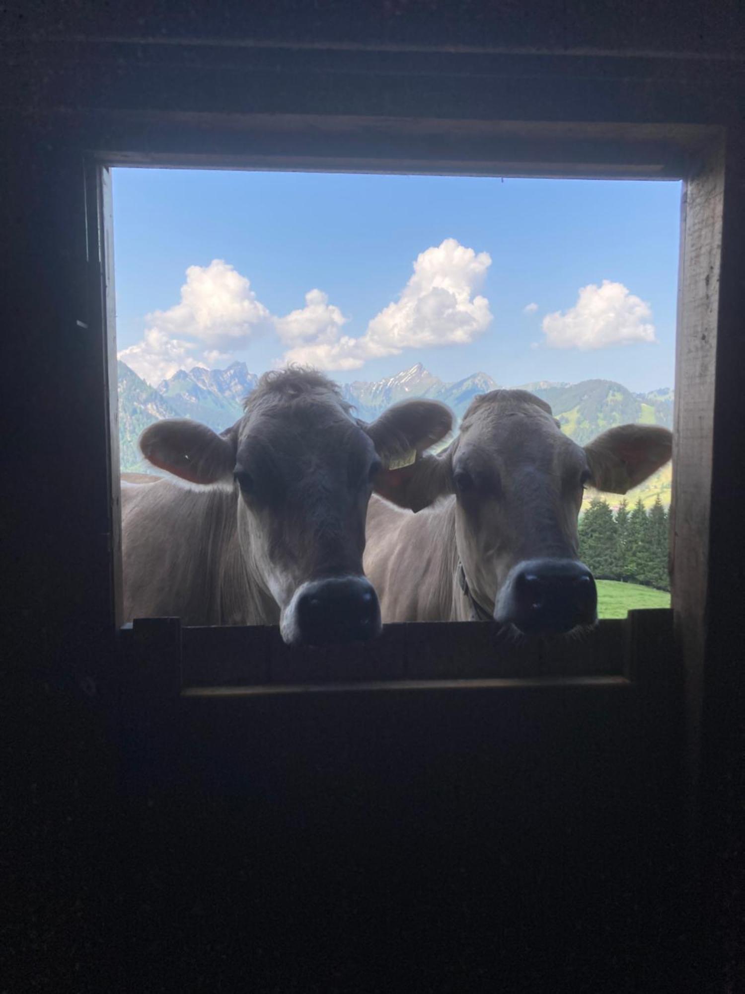 Wies Stein  Buitenkant foto